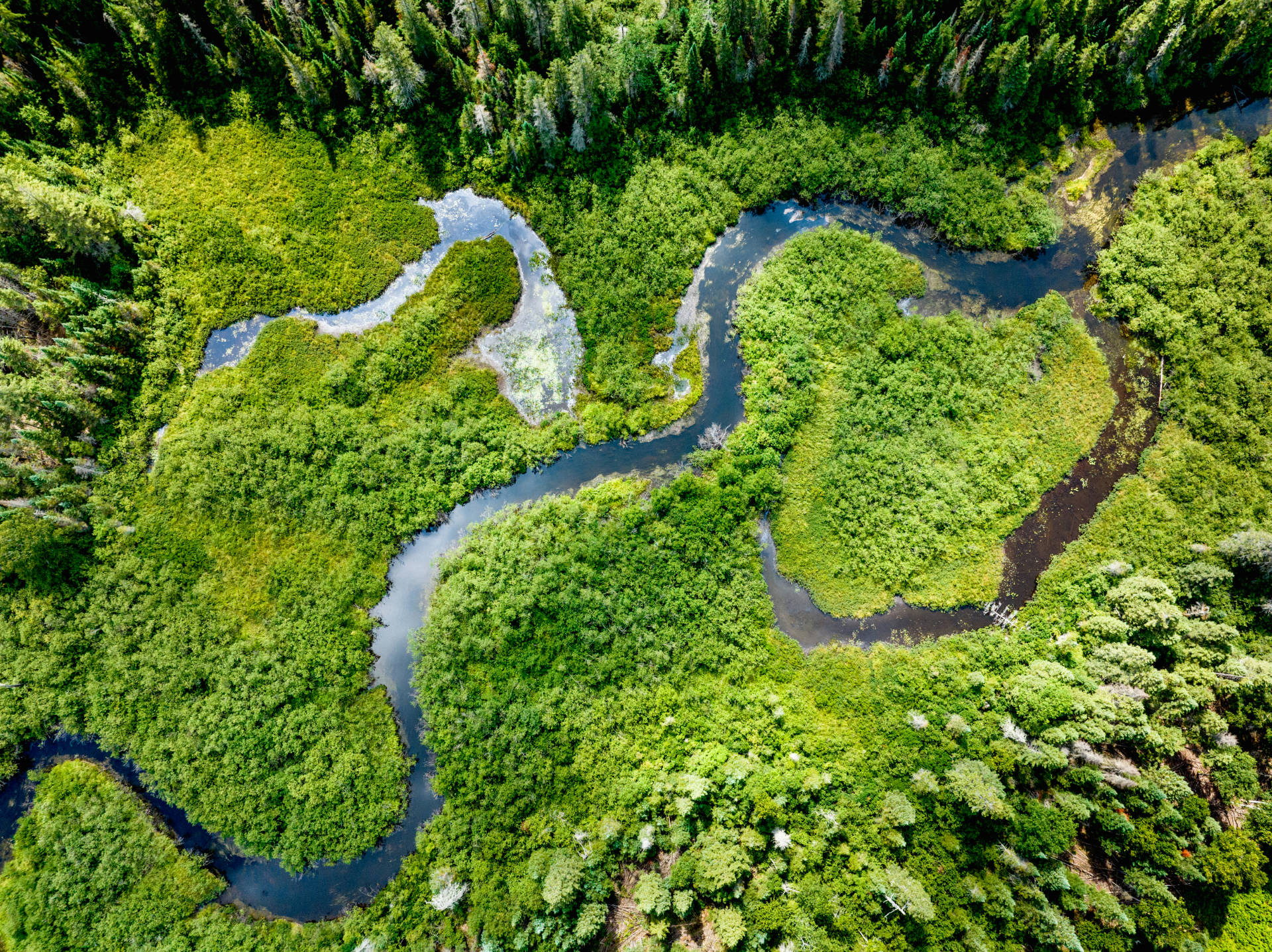 Luftbild einer tropischen Flußlandschaft